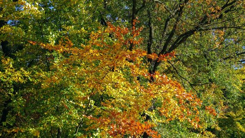 autumn  fall leaves  bright