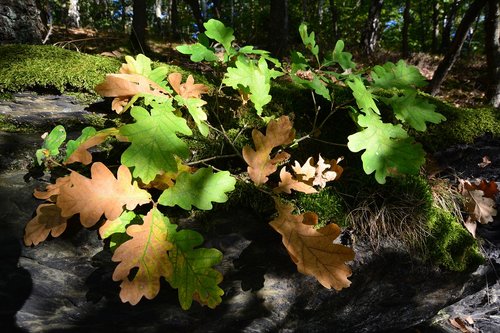 autumn  leaves  forest