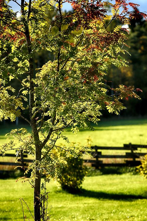 autumn  fall  tree