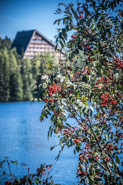 autumn  lake  nature