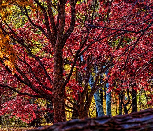 autumn  colorful  nature