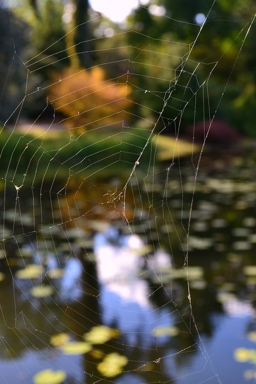 autumn  cobweb  nature