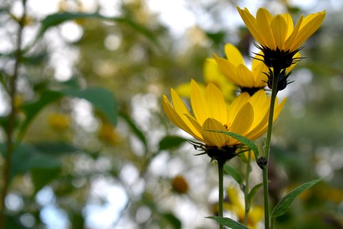 autumn  sunflower  flower