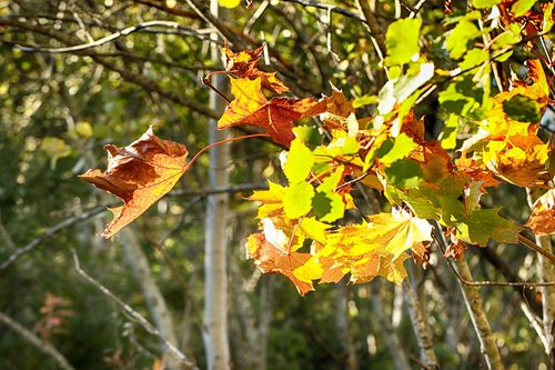 autumn  leaves  tree