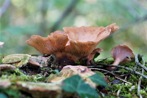 autumn  forest  mushroom