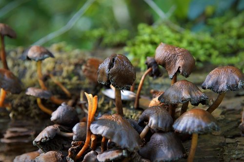 autumn  mushrooms  brown