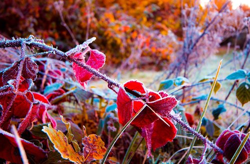 autumn  forest  nature