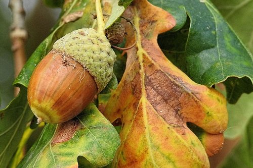 autumn  acorn  leaves