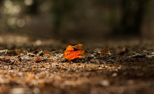 autumn  sheet  color