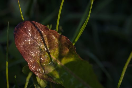 autumn  leaf  wet