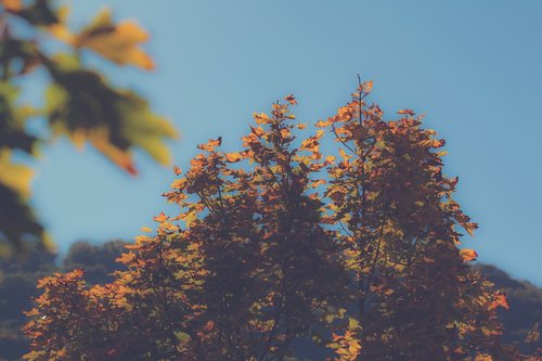 autumn  trees  leaves