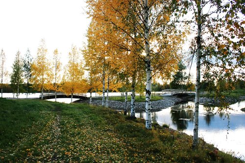 autumn  birch trees  bridge