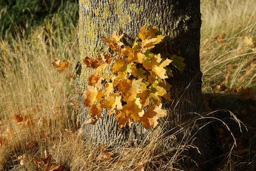 autumn  tree  leaves