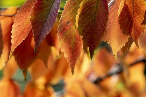 autumn  autumn leaves  the leaves