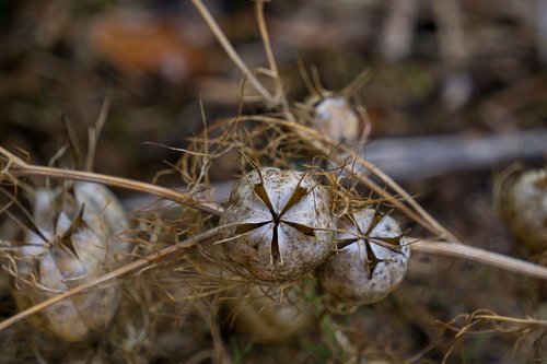 autumn  plant  flower