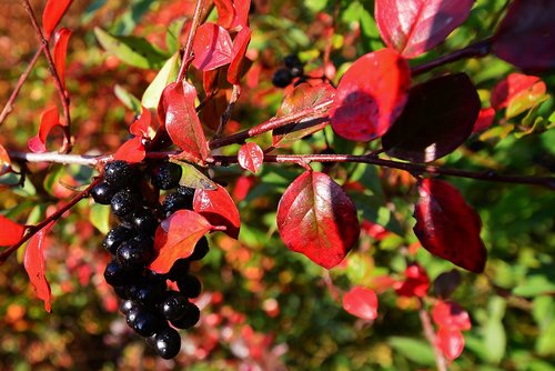 autumn  leaves  colorful