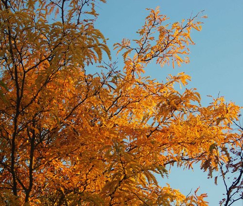 autumn  golden  leaves