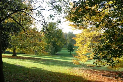 autumn trees fall