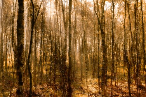 autumn  birch  birch forest