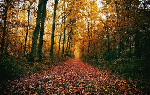 autumn  season  foliage