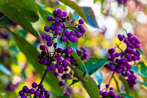 autumn  berries  purple