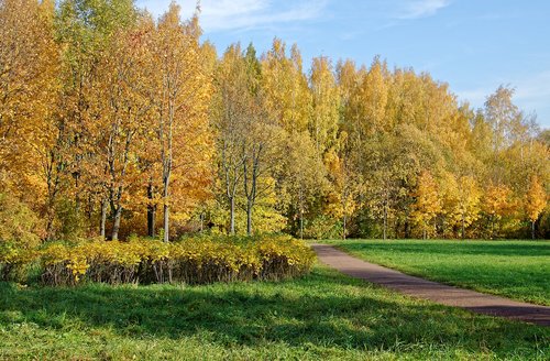 autumn  landscape  trees