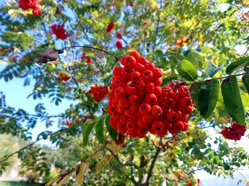 autumn  nature  berry