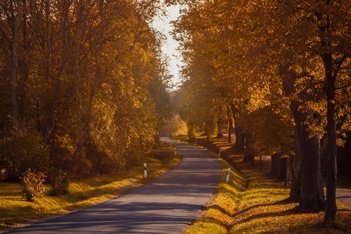 autumn  road  trees
