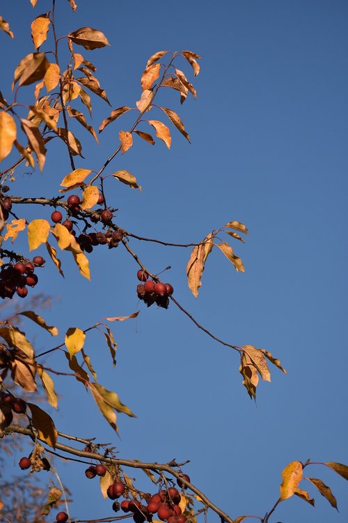 autumn  apple tree  branch