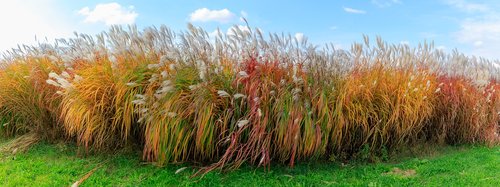 autumn  grass  grasses