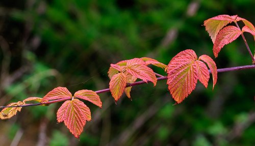 autumn  leaf  color