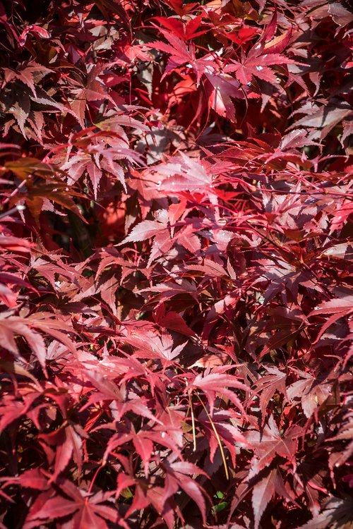 autumn  grass  nature