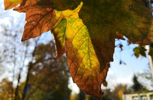 autumn  colored  leaf