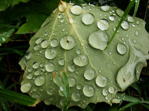 autumn  rain  wet