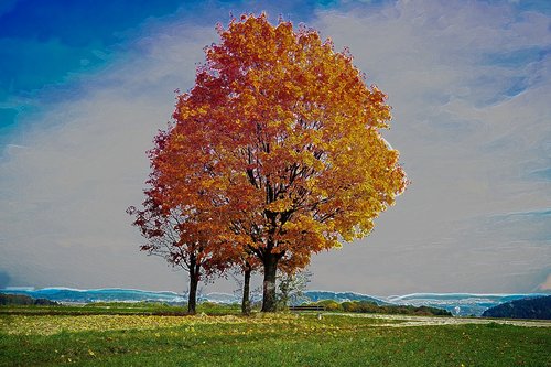 autumn  tree  sky