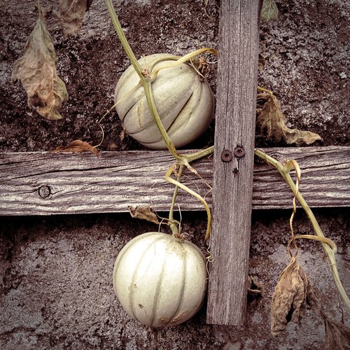 autumn  garden  pumpkin