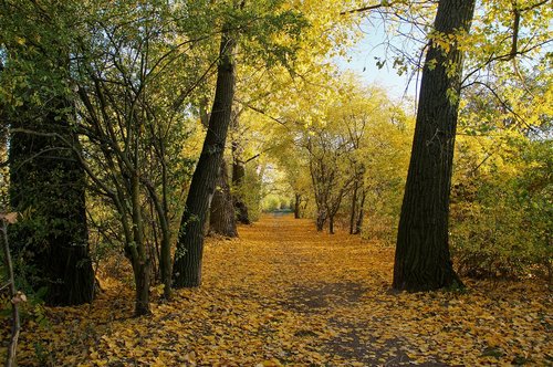 autumn  yellow  path