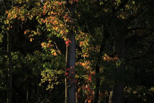 autumn  color  forest