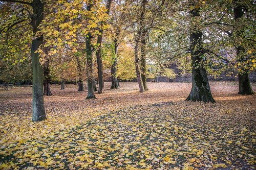 autumn  forest  park