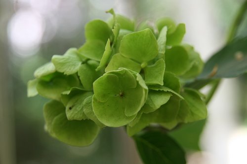 autumn  blossom  bloom