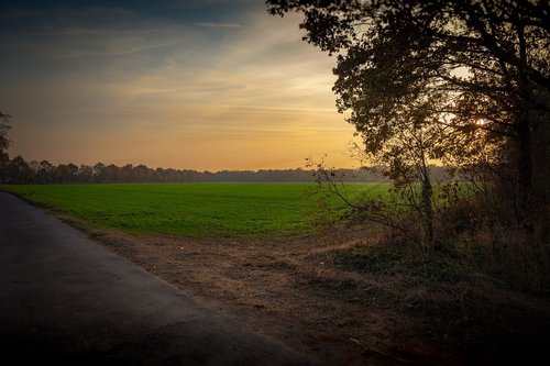 autumn  sunset  tree