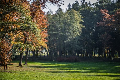 autumn  park  forest