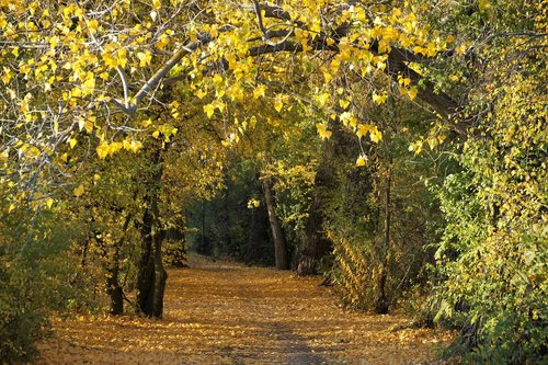 autumn  yellow  fallen