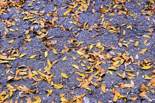 autumn  leaf  asphalt