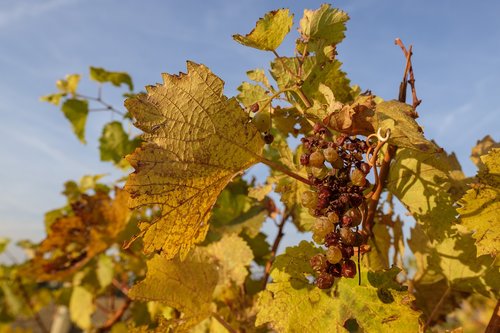 autumn  leaves  grapes