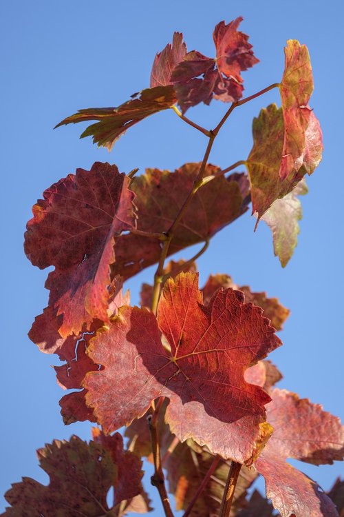 autumn  leaves  grapes