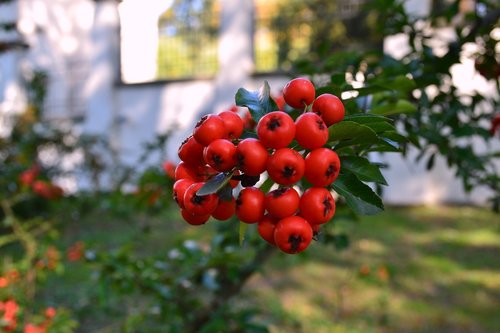 autumn  bush  garden