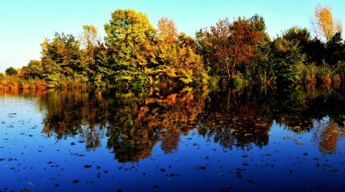 autumn  trees  forest