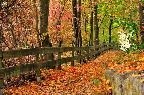 autumn  color  leaves