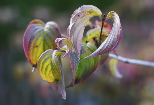 autumn  bush  branch